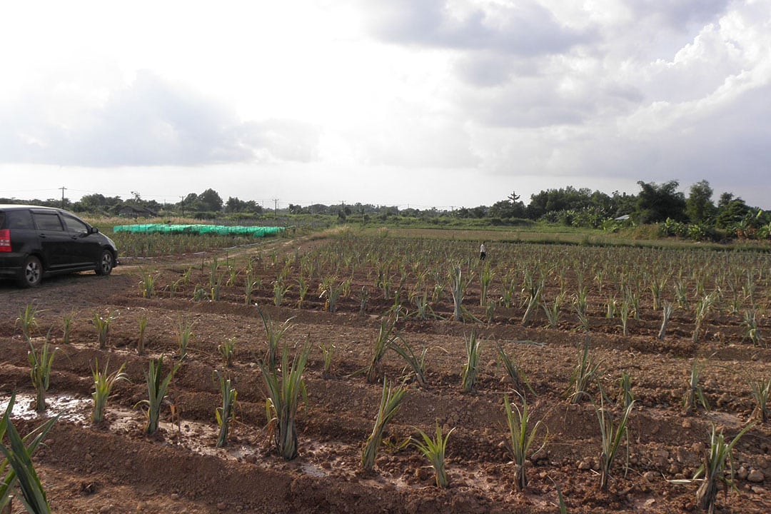 AggreDust moisture retention on crops in Myanmar