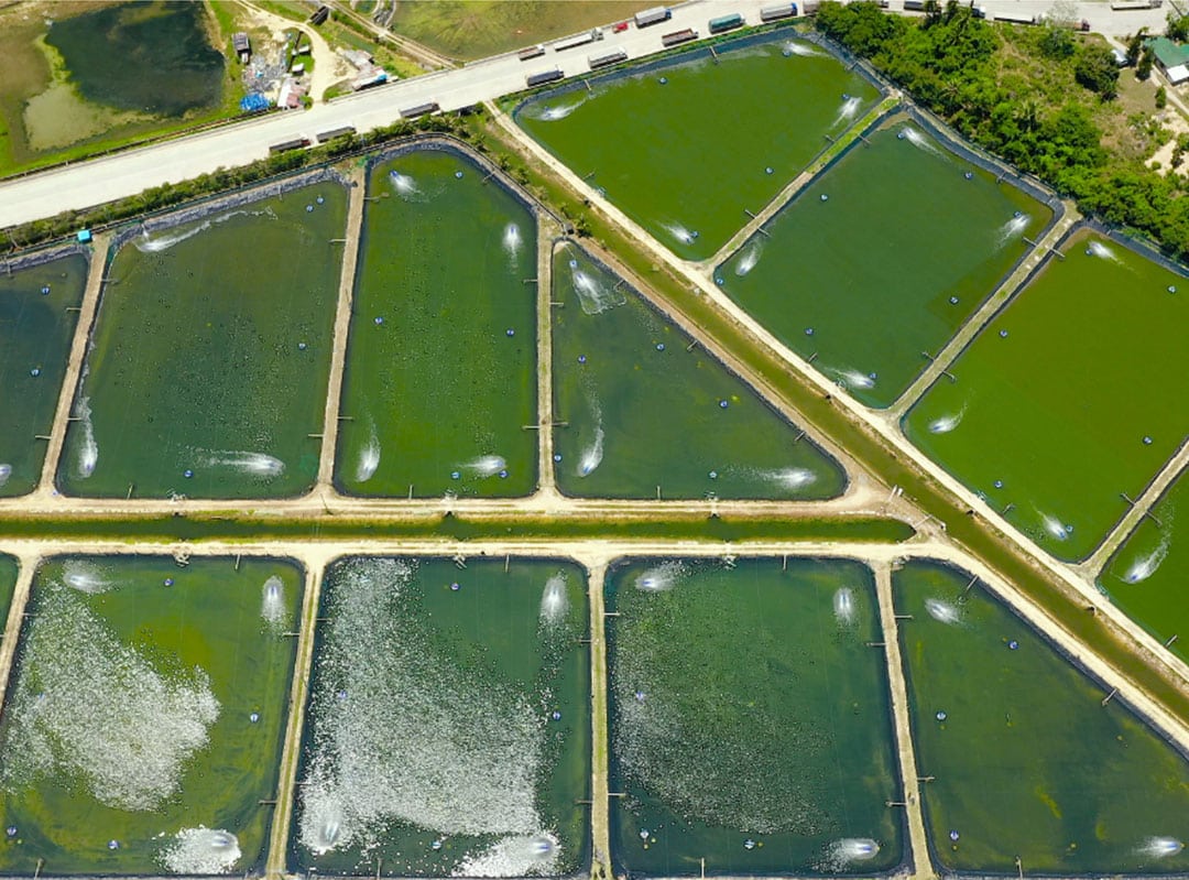 Aerial view of shrimp farm