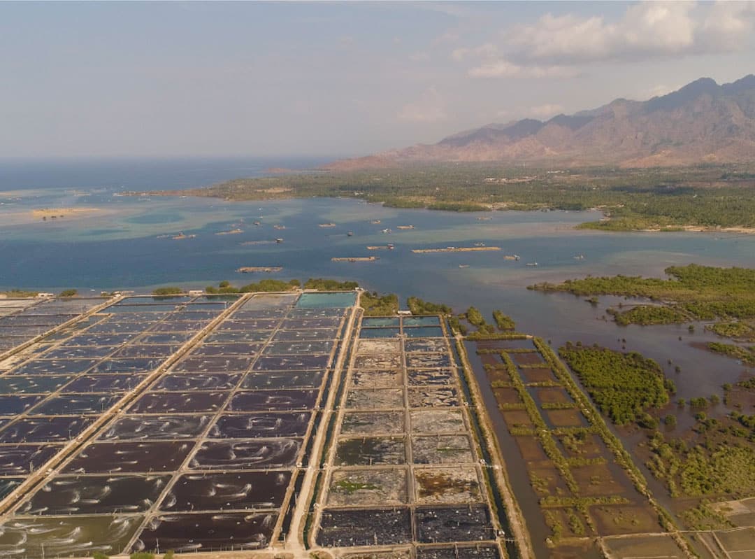 Aerial view of shrimp farm