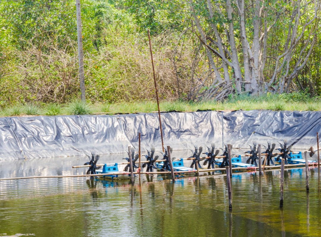 Top lining on shrimp farm