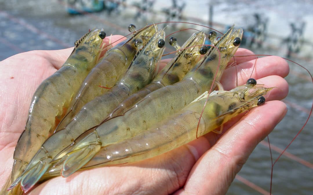 AggreBind’s Hydrophobic Shrimp Farming Tarp Alternative