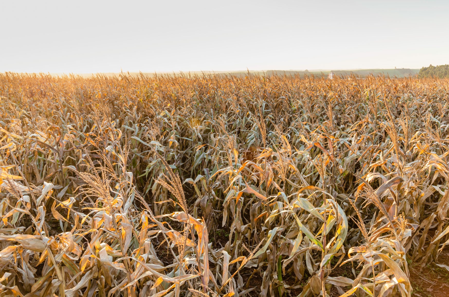 Field of dying crops