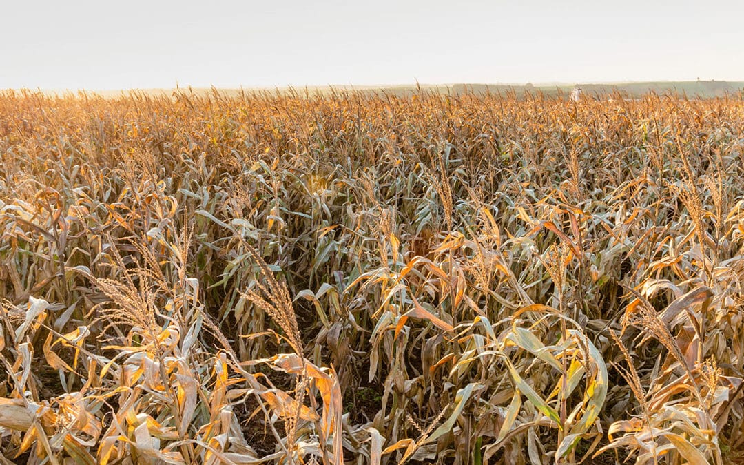 Mitigating Crop Loss Damage: A New Era in Soil Stabilization